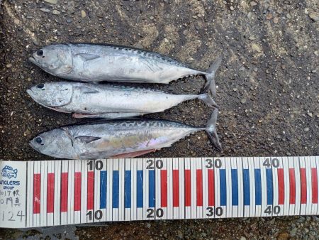 小浦一文字遠征