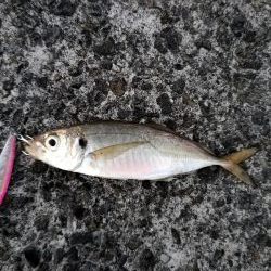 尺には届かない