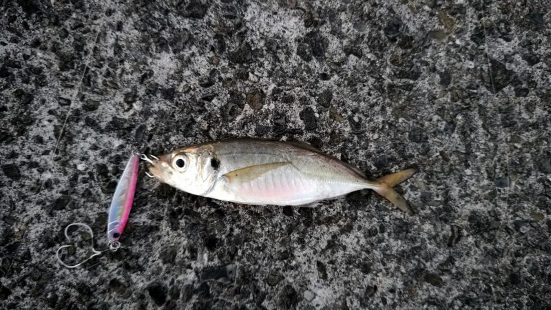 尺には届かない