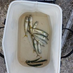 プチ親子サビキ釣り