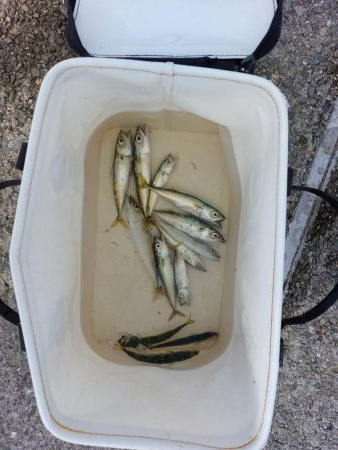 プチ親子サビキ釣り
