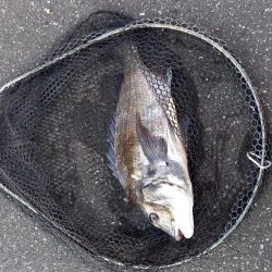 手長エビを餌にしてみました