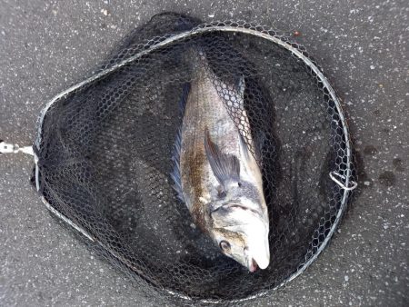 手長エビを餌にしてみました