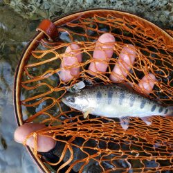 渓流は涼しい(^∇^)小型は結構いるんですが大きいのは留守みたい、、、