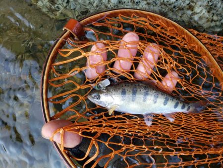 渓流は涼しい(^∇^)小型は結構いるんですが大きいのは留守みたい、、、