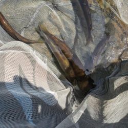 紀ノ川支流にて