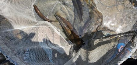 紀ノ川支流にて