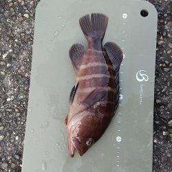 サバばかりかと思ってたら。。