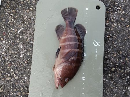 サバばかりかと思ってたら。。