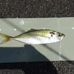 ようやくアジが！（泣）