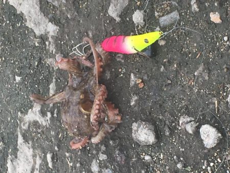 タコ釣り