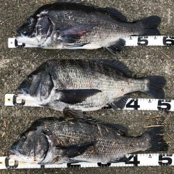 巨チヌ降臨‼️（イチノ兄弟）