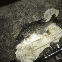 青イソメ流し釣り