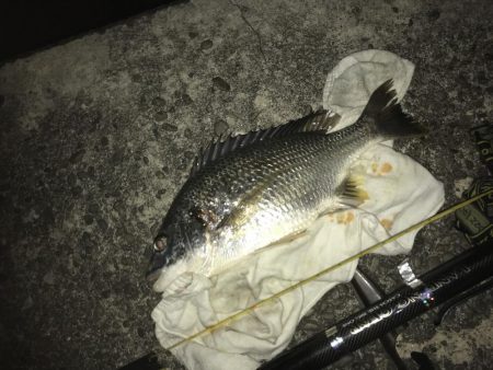 青イソメ流し釣り