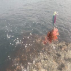 お目当て現れず