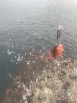 お目当て現れず