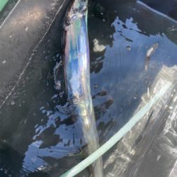 太刀魚シーズン開幕