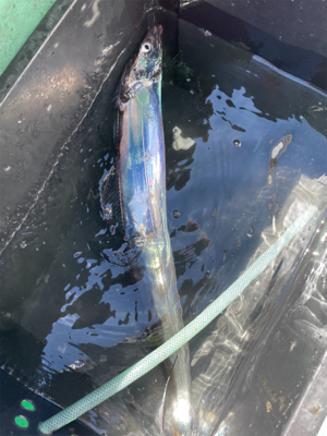 太刀魚シーズン開幕