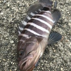 ライトワインドでマハタ&ガシラ