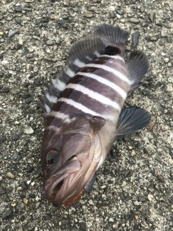 ライトワインドでマハタ＆ガシラ