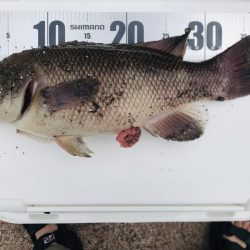 初めての翼港でコブダイ（小）GET♪