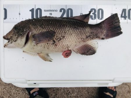 初めての翼港でコブダイ（小）GET♪