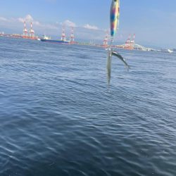 青物と蛸狙いでの釣行