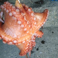 キロオーバー期待するも