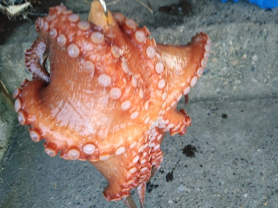 キロオーバー期待するも