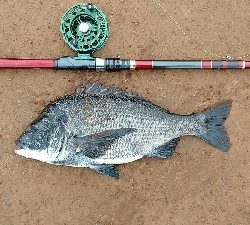 早朝に快適釣行