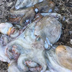 タコフィネス　６杯で１.８キロ