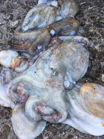 タコフィネス　６杯で１.８キロ