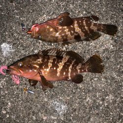 良い時期になってきた