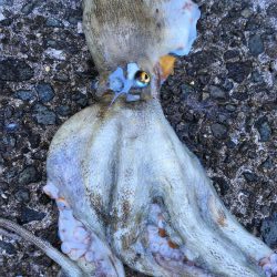 タコフィネスでキロクラス