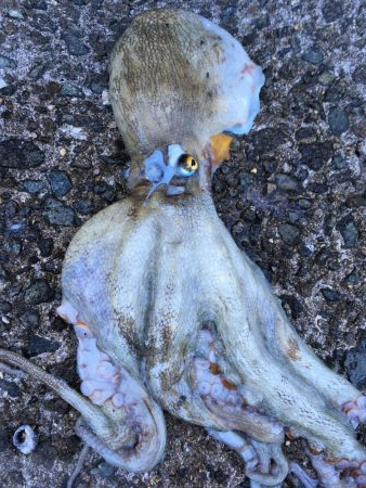 タコフィネスでキロクラス