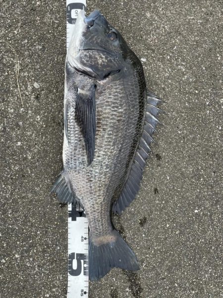 イチノ兄弟、釣果！