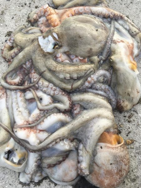 タコフィネスで８杯３.４ｋｇ