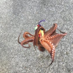 タコの数は減ったがサイズアップ！