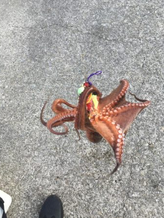 タコの数は減ったがサイズアップ！