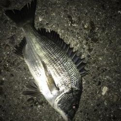 サナギフカセ3rd