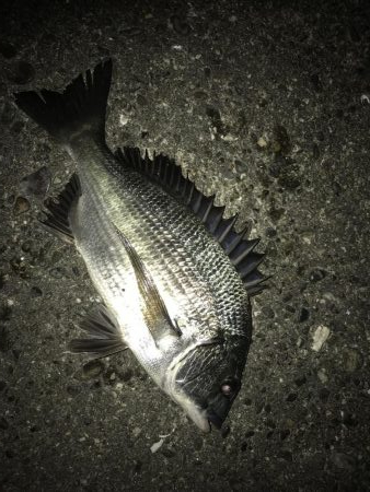 サナギフカセ3rd