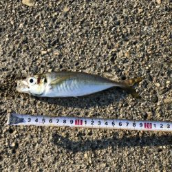 モーニングアジング