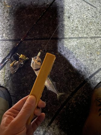 アジはどごに…