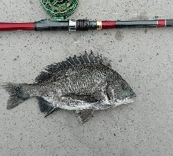 やっぱ最盛期ですね