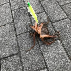 タコ釣り