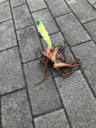 タコ釣り