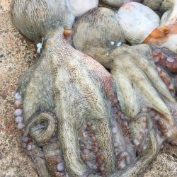 タコフィネスで今期初のタコエギ２ロスト、でもキロタコ