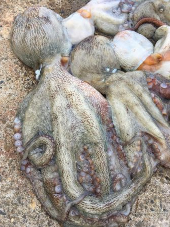 タコフィネスで今期初のタコエギ２ロスト、でもキロタコ