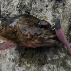 ライトワインドでガシラ&マゴチ