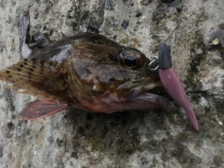 ライトワインドでガシラ&マゴチ